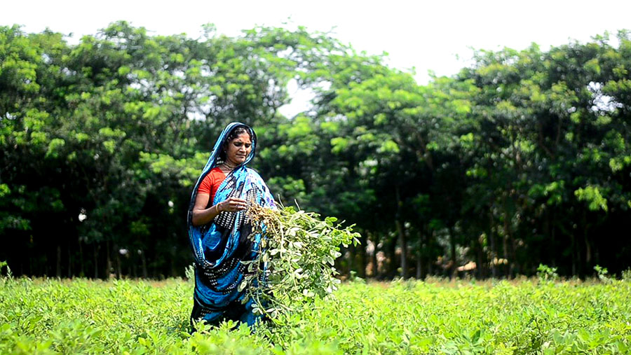 Groundnut 08_Md Rashedur Rahman_01720041552.jpg