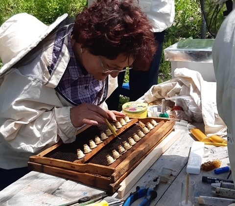 SIGMA beekeeping support for Beekeeping Forge in Armenia 2 crop.jpg