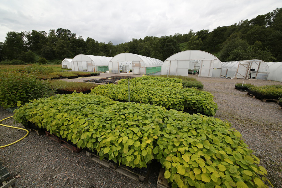 Saplings at Dundreggan.jpg